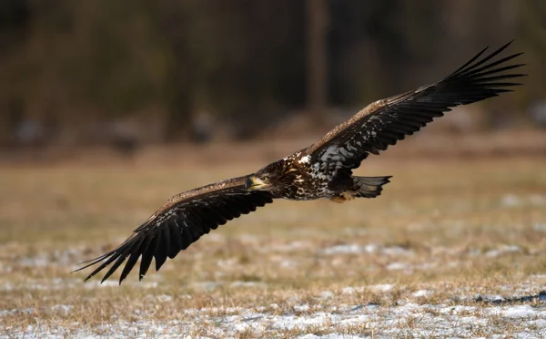 Vit Tailed Eagle Flyger Naturliga Livsmiljö — Stockfoto