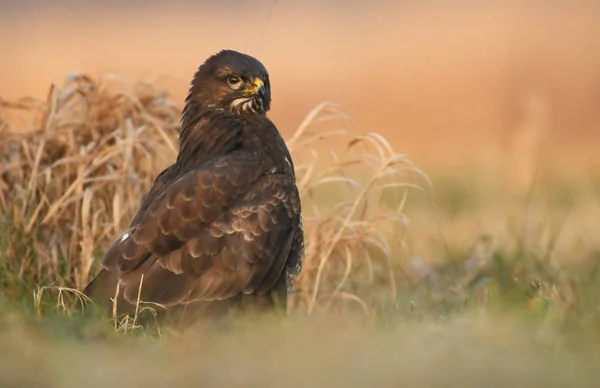 Vista Ravvicinata Della Poiana Comune Nell Habitat Naturale — Foto Stock