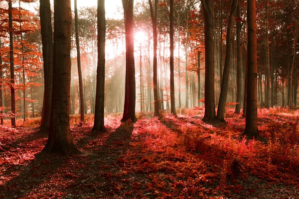 Hermoso Bosque Místico Otoño Con Sol — Foto de Stock
