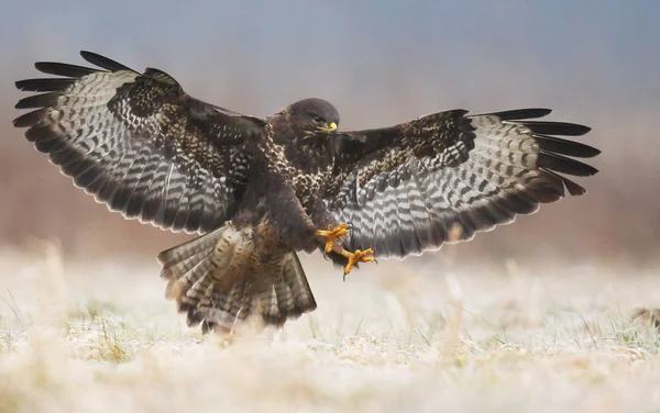 Common Buzzard Flying Natural Habitat — Stock Photo, Image