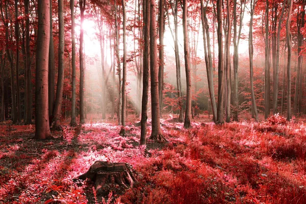 Bela Floresta Mística Outono Com Luz Sol — Fotografia de Stock