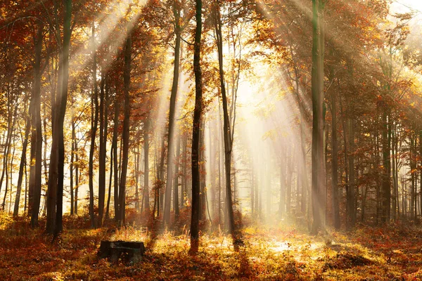 Krásné Sluníčko Lese Podzimní Ráno — Stock fotografie