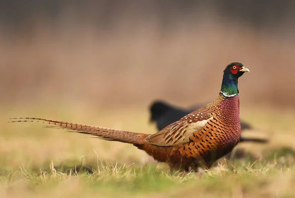 Крупним Планом Подання Фазан Ringneck Природному Середовищі Існування — стокове фото