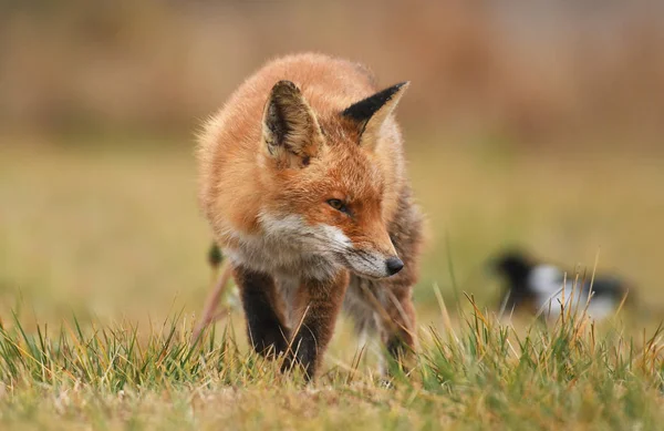 Fox Caminando Prado — Foto de Stock