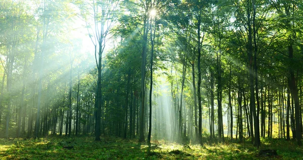 Schöner Morgen Mit Sonnenstrahlen Wald — Stockfoto