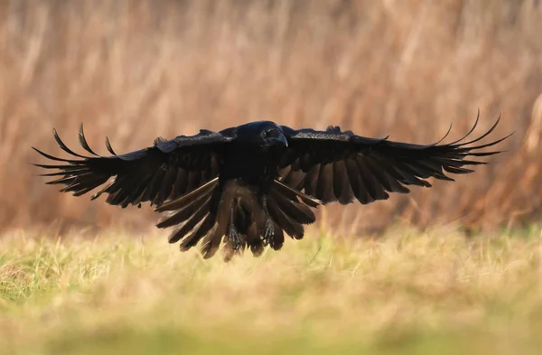 Corbeau Commun Volant Dans Habitat Naturel — Photo