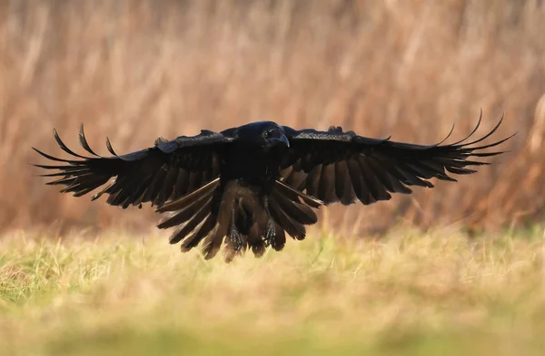 Gemensamma Korpen Flyger Naturliga Livsmiljö — Stockfoto