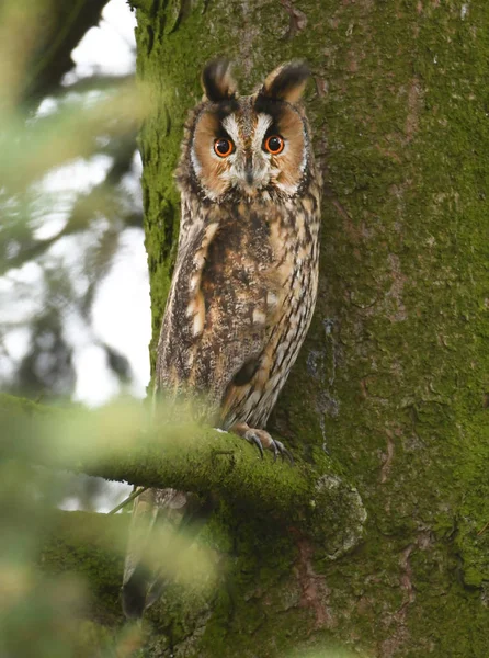 トラフズクのクローズ アップ表示 — ストック写真