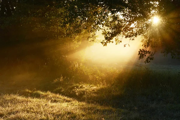 Beautiful Morning Autumn Forest — Stock Photo, Image