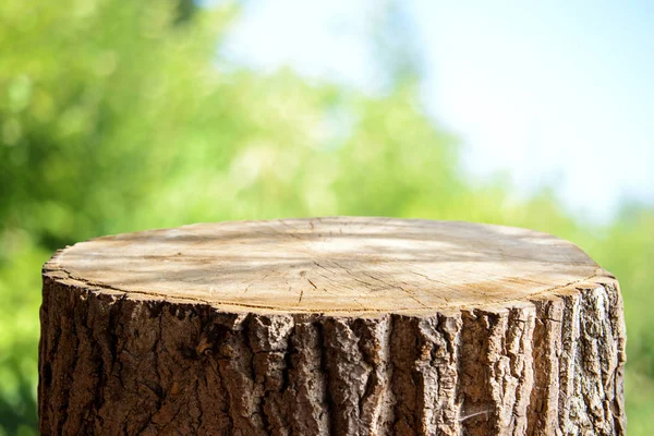 Tronco Árbol Vacío Para Montajes Exhibición —  Fotos de Stock