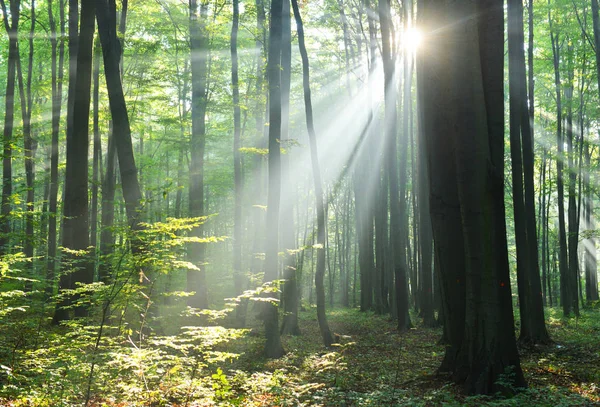 Beautiful Morning Sunbeams Forest — Stock Photo, Image