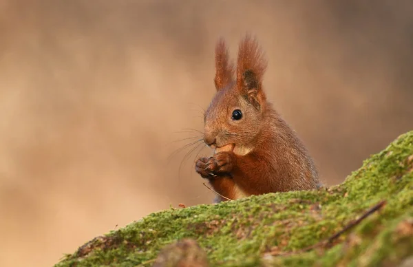 Close View Adorable Red Squirrel — Stock Photo, Image