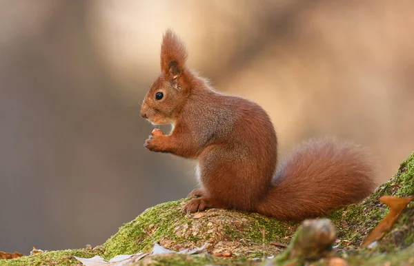 Close View Adorable Red Squirrel — Stock Photo, Image