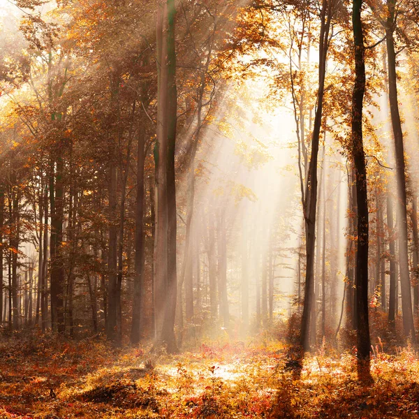 Schöner Sonnenschein Herbstlichen Wald Morgen — Stockfoto