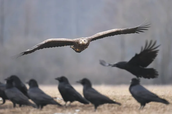 Vit Tailed Eagle Och Kråkor Äng — Stockfoto