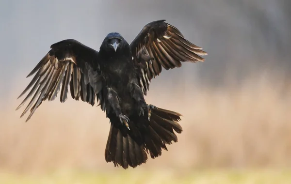 Cuervo Común Volando Hábitat Natural — Foto de Stock