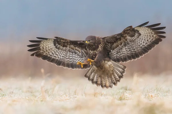 Buse Commune Volant Dans Habitat Naturel — Photo