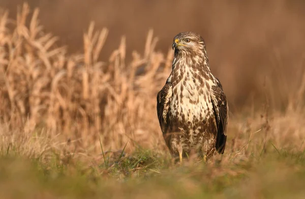 Vista Perto Buzzard Comum Habitat Natural — Fotografia de Stock