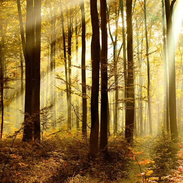 美丽的神奇森林与下落的褐色叶子 — 图库照片