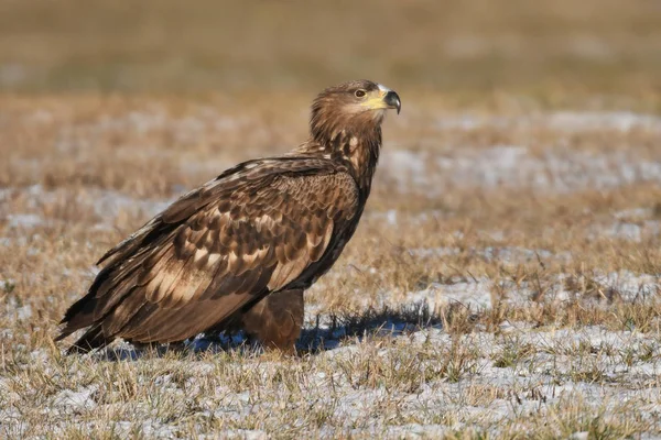 Vista Cerca Del Águila Cola Blanca — Foto de Stock