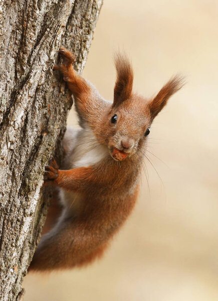 Close up view of adorable Red Squirrel