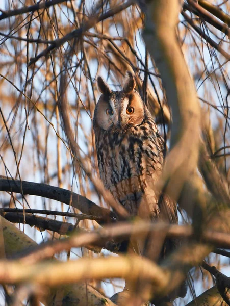 Close View Long Eared Owl — Stock Photo, Image