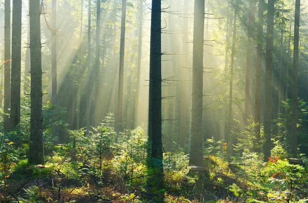 森の中の木漏れ日が美しい朝 — ストック写真