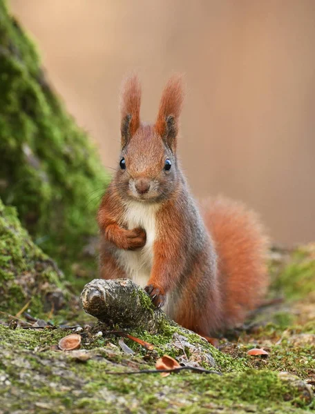 스러운 다람쥐의 — 스톡 사진