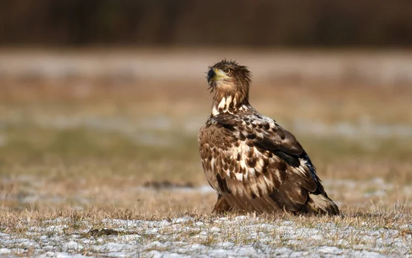 Close View White Tailed Eagle — Stock Photo, Image