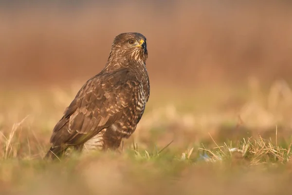 Close Van Buizerd Natuurlijke Habitat — Stockfoto