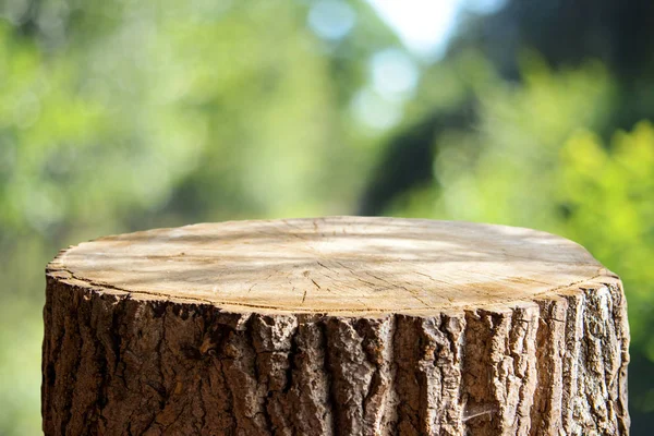 Tronco Árbol Vacío Para Montajes Exhibición — Foto de Stock