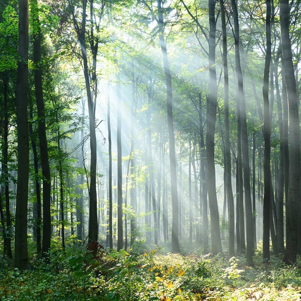 Schöner Morgen Mit Sonnenstrahlen Wald lizenzfreie Stockbilder