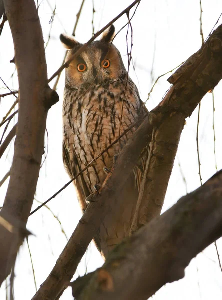 Close View Long Eared Owl Stock Photo