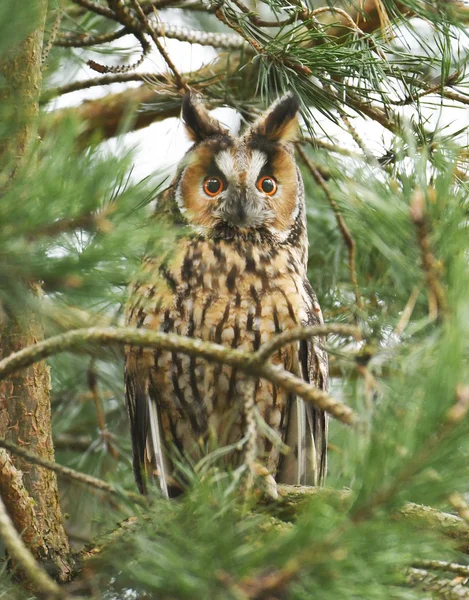 Close View Long Eared Owl Stock Photo