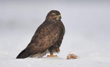 Bayağı şahin doğal ortamlarında görünümünü kapat