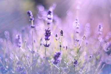 güzel lavanta çiçekleri görünümünü kapat