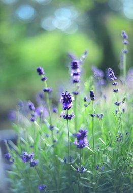 güzel lavanta çiçekleri görünümünü kapat