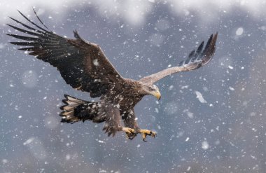 Doğal ortamında uçan kartal beyaz kuyruklu