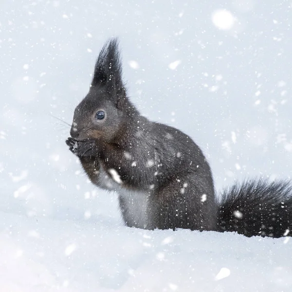 Close View Red Squirrel Dark Fur — Stock Photo, Image