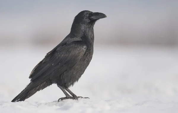 Vista Cerca Common Raven Hábitat Natural —  Fotos de Stock