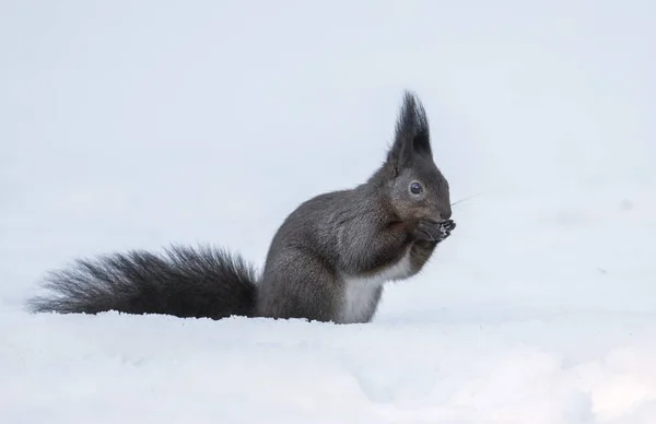 Close View Red Squirrel Dark Fur — Stock Photo, Image