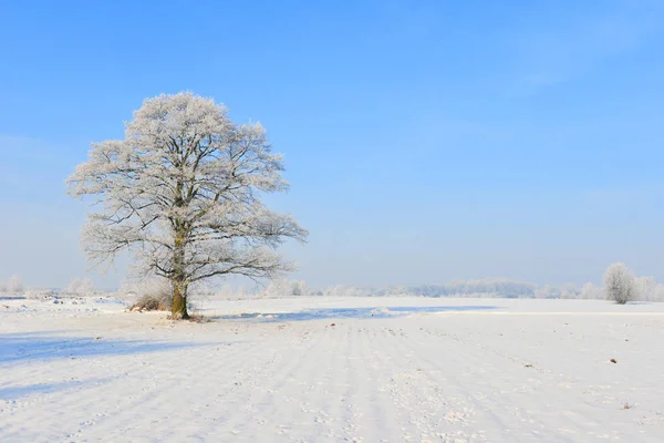 Wunderschöne Winterlandschaft Unter Klarem Blauen Himmel — Stockfoto