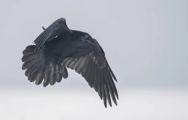 Rabenvogel Flug — Stockfoto