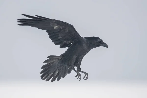 Cuervo Común Volando Hábitat Natural — Foto de Stock