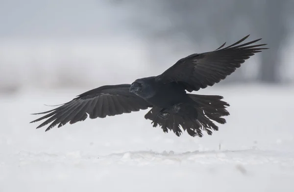 普通乌鸦在自然栖息地飞行 — 图库照片