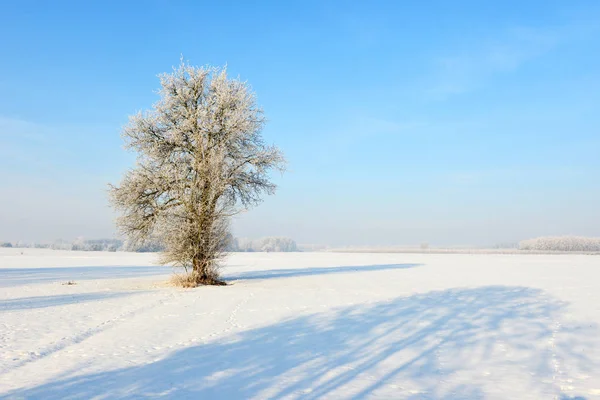 Wunderschöne Winterlandschaft Unter Klarem Blauen Himmel — Stockfoto