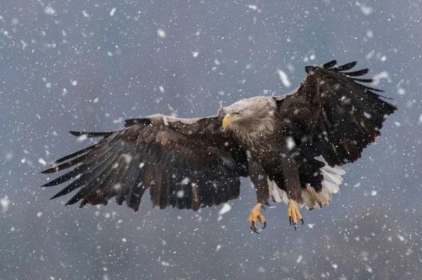 白尾鹰在自然栖息地飞翔 — 图库照片