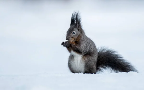 Close View Red Squirrel Dark Fur — Stock Photo, Image