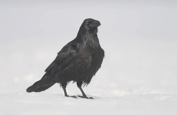 Close Van Gemeenschappelijke Raven Natuurlijke Habitat — Stockfoto