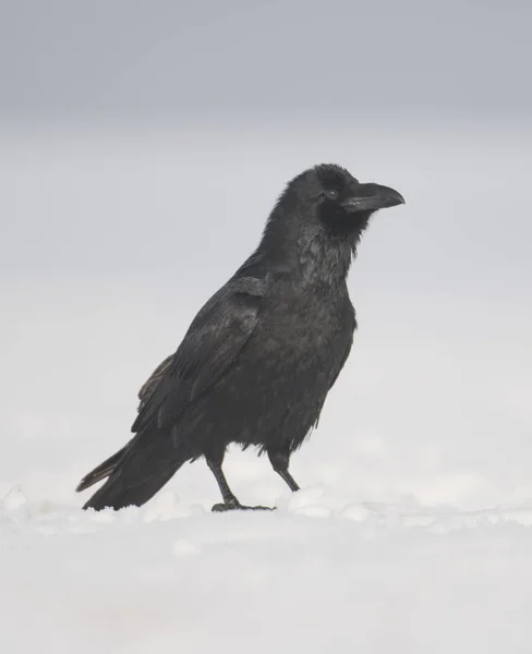 Close View Common Raven Natural Habitat — Stock Photo, Image